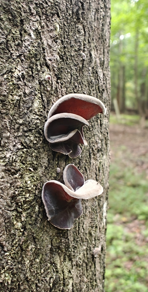 Wood Ear mushroom · August 2026 · photo: Photo: (c) Mark Jones, some rights reserved (CC BY) · iNaturalist