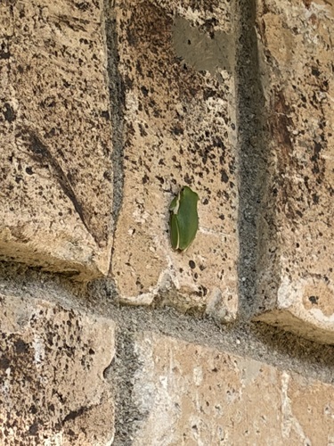 Green Treefrog