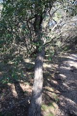 Quercus sinuata breviloba