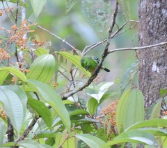 Ixothraupis xanthogastra