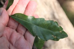 Quercus sinuata breviloba