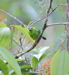 Ixothraupis xanthogastra