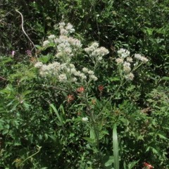 Hymenopappus artemisiifolius