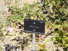Rosa sicula
