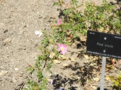 Rosa sicula