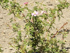 Rosa sicula