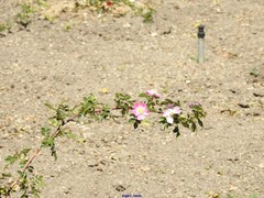Rosa sicula