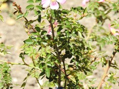 Rosa sicula