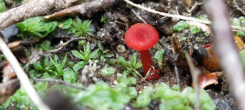 garlic waxcap
