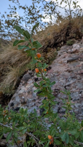 Lonicera pyrenaica, photograph 2