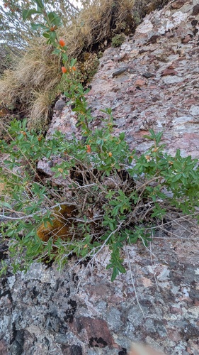 Lonicera pyrenaica