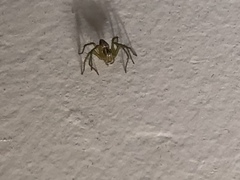 Oxyopes