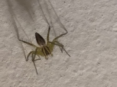 Oxyopes