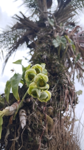 Catasetum luridum