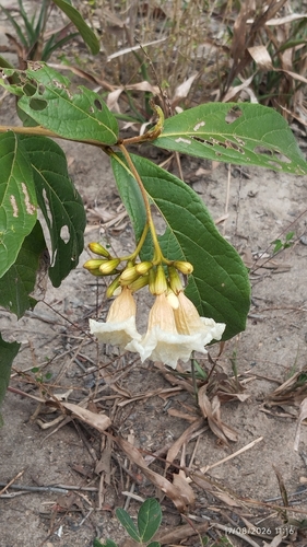 Cordia rufescens