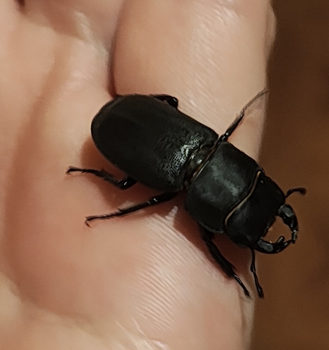 Lesser Stag Beetle