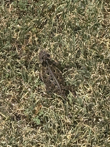 Texas Horned Lizard