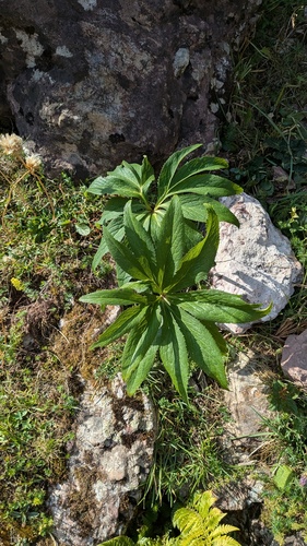 Helleborus viridis, photograph 2
