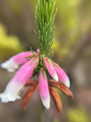 Erica viscaria, photograph (c) André Deschodt, some rights reserved (CC BY)