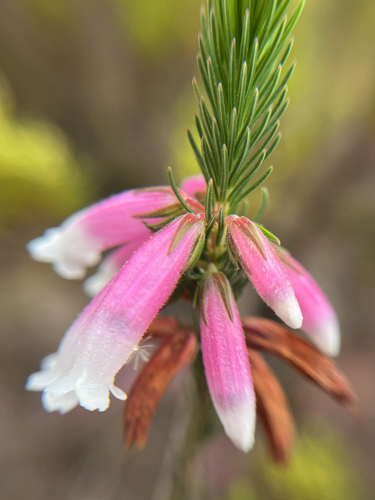 Erica viscaria, photograph 3