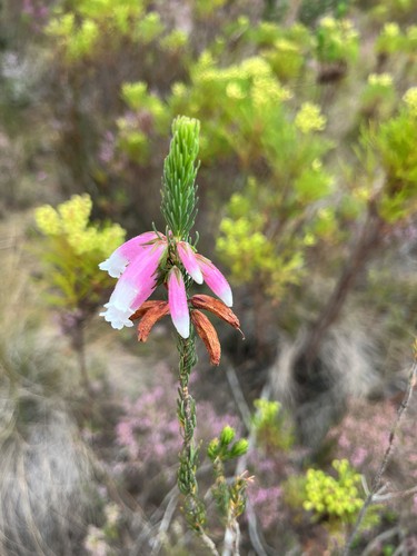 Erica viscaria, photograph 4