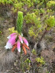 Erica viscaria, photograph (c) André Deschodt, some rights reserved (CC BY)