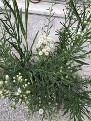 Erigeron bonariensis