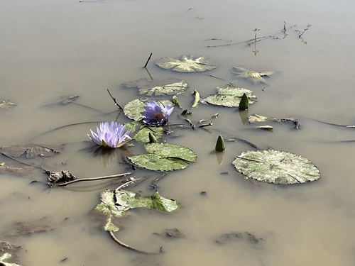 Day Waterlily