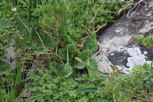 Pelargonium lobatum, photograph 4
