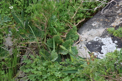 Pelargonium lobatum, photograph (c) Tony Rebelo, some rights reserved (CC BY-SA)