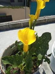 Zantedeschia elliottiana