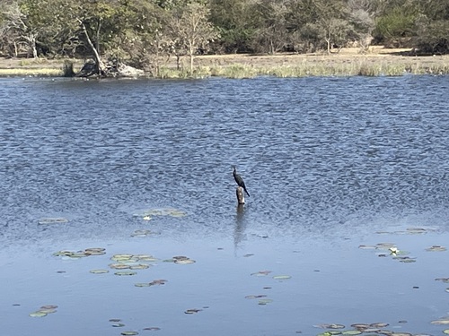 Reed Cormorant