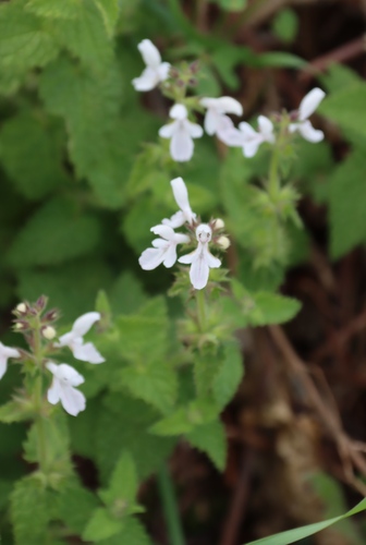 Stachys aethiopica, photograph 6