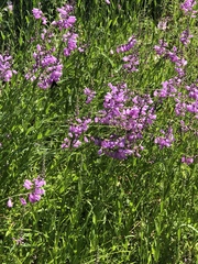 Physostegia pulchella
