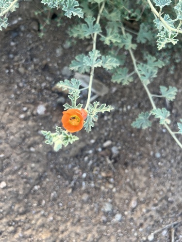 Sphaeralcea rusbyi, 2026-08-22