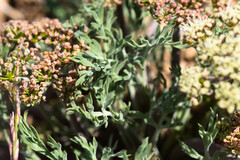Lomatium macrocarpum, photograph (c) Joel Gardner, some rights reserved (CC BY)