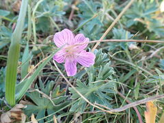 Geranium subargenteum, photograph (c) jfgodeau, some rights reserved (CC BY-SA)