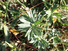 Geranium subargenteum, photograph (c) jfgodeau, some rights reserved (CC BY-SA)