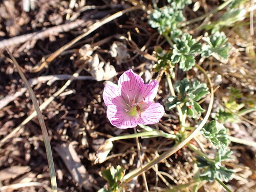 Geranium subargenteum, photograph 4