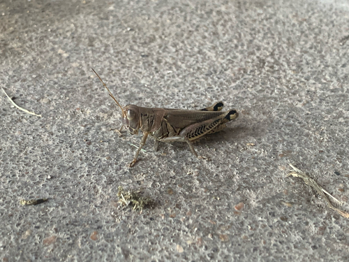 Differential Grasshopper