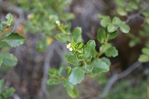 Baccharis rhomboidalis