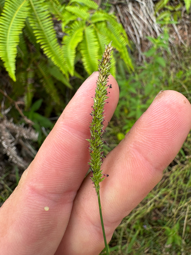 Sacciolepis indica, 2026-08-22
