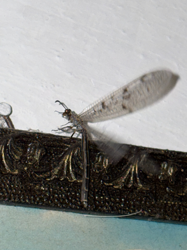 Spotted-wing antlion