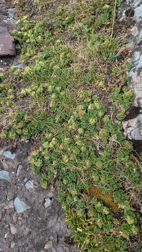 Teucrium pyrenaicum