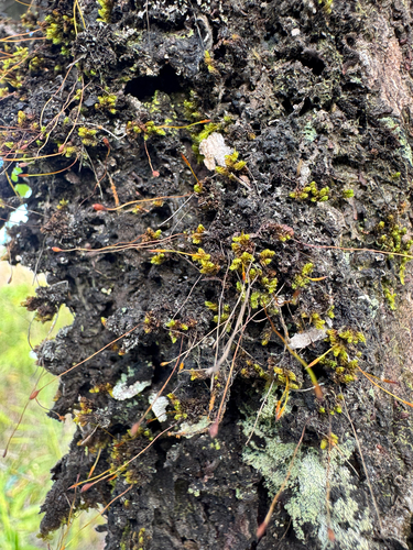 Macromitrium observed 2026-08-22