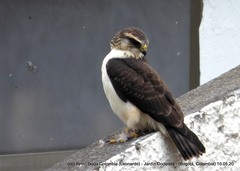 Short-Tailed Hawk photo 6