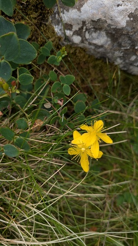 Hypericum nummularium, photograph 3