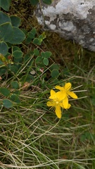 Hypericum nummularium, photograph (c) frangp, some rights reserved (CC BY)