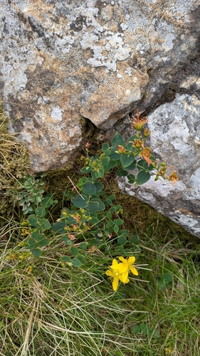 Hypericum nummularium, photograph 4