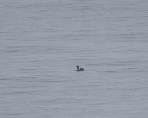 Black Guillemot
